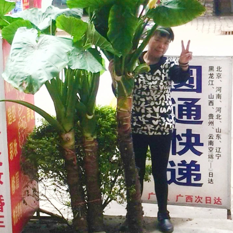 滴水观音盆栽四季绿植物水培花卉客厅室内大型大叶盆景霸王芋海芋