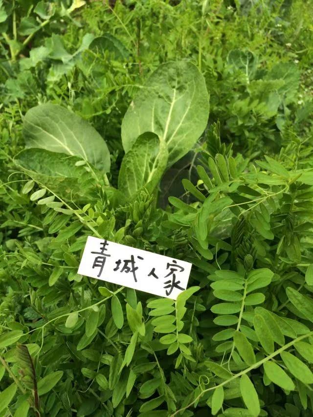 四川青城山绿色蔬菜优质鲜嫩苕菜巢菜有机蔬菜农家自种三斤包邮