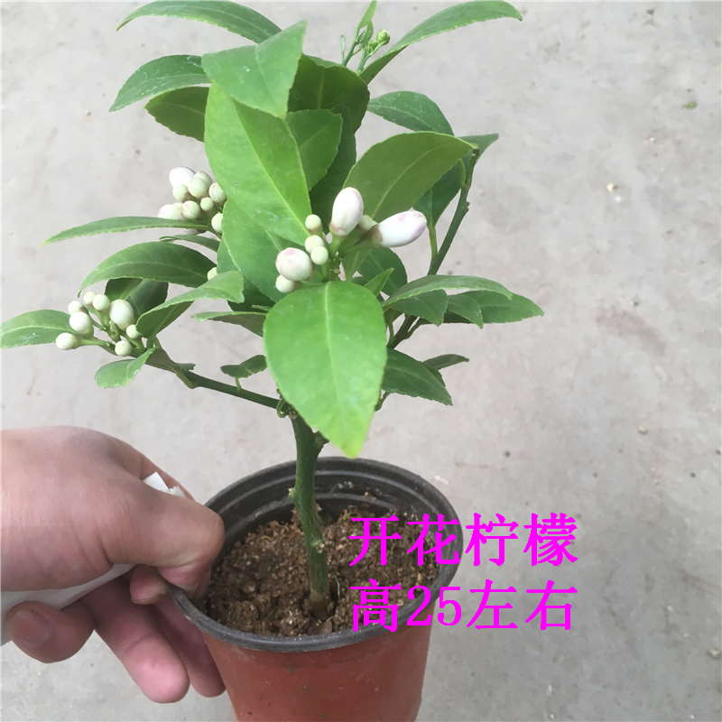 柠檬 带花苞木本植物盆栽花很香浓郁而淡雅叶片办公室