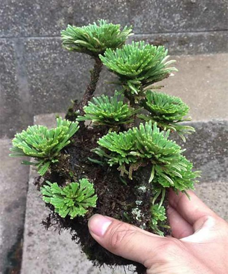 野生卷柏还魂草室内盆栽绿植物水陆缸吸水盆景水培菖蒲金钱兰花卉