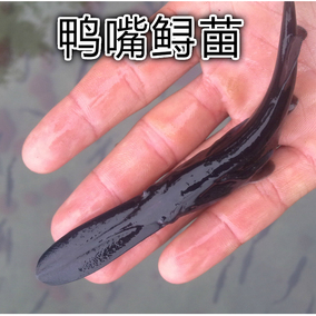 鸭嘴鱼苗 匙吻鲟 鸭嘴兽 鸭嘴鱼 鸭嘴鱼苗 鲟鱼 鸭嘴鱼活体清道夫