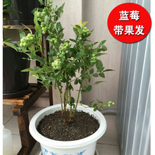 蓝莓树苗带果南方盆栽耐寒庭院种植果树苗蓝梅北方蓝莓苗当年结果