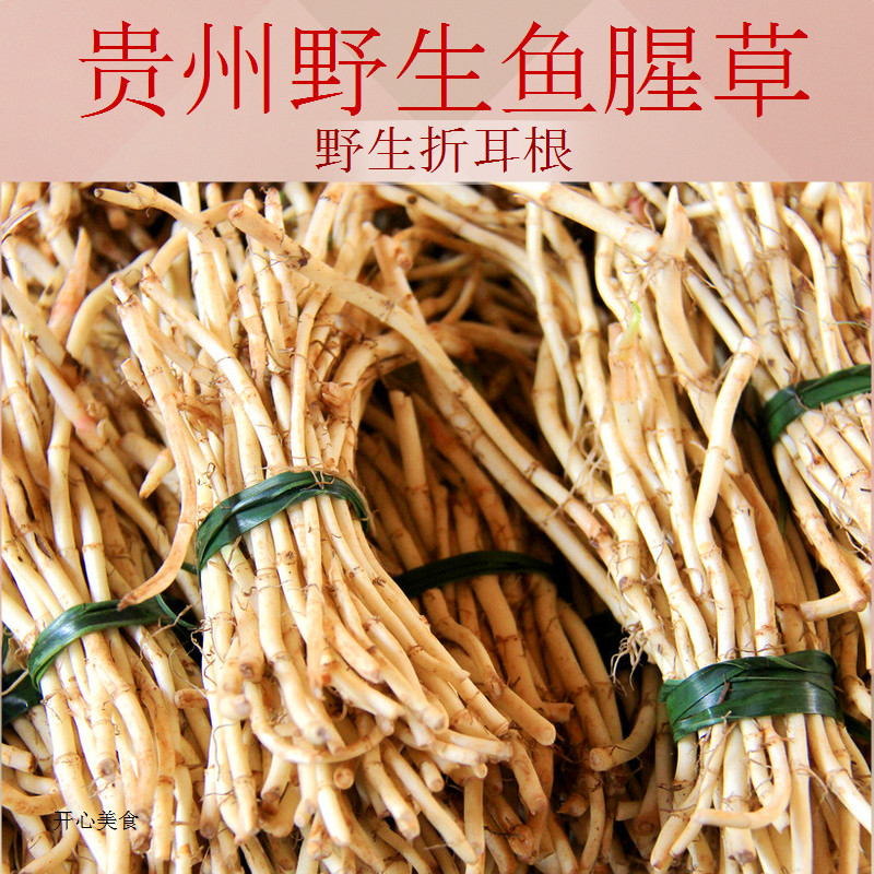 贵州特产野生新鲜鱼腥草野生新鲜折耳根节节根