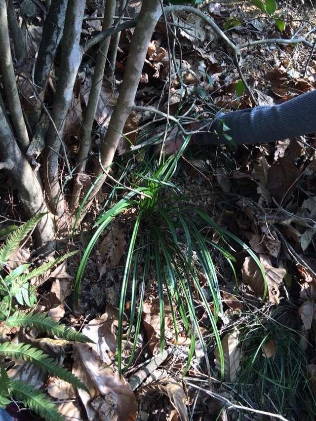 特香野生兰花苗草正宗浙江春兰下山兰植物盆栽花卉绿植盆景办公