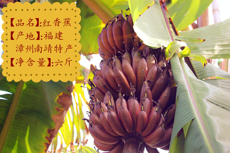 催熟天宝进口原产地香蕉直发剂土楼水果美人蕉