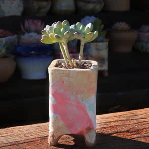 漫画汤姆 多肉植物组合花卉盆栽办公室室内迷