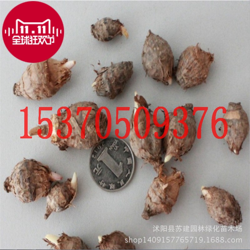苏建花卉种子 独角莲 天南星 滴水参芋叶半夏种子