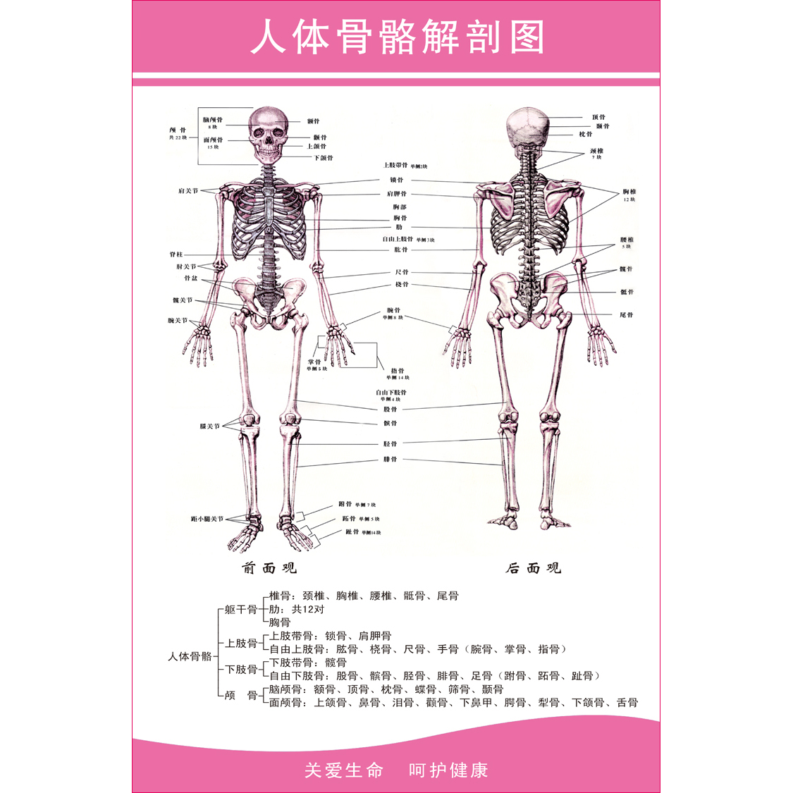 人体全身骨骼结构解剖图 肌肉结构解剖示意图 医院解剖挂图展板