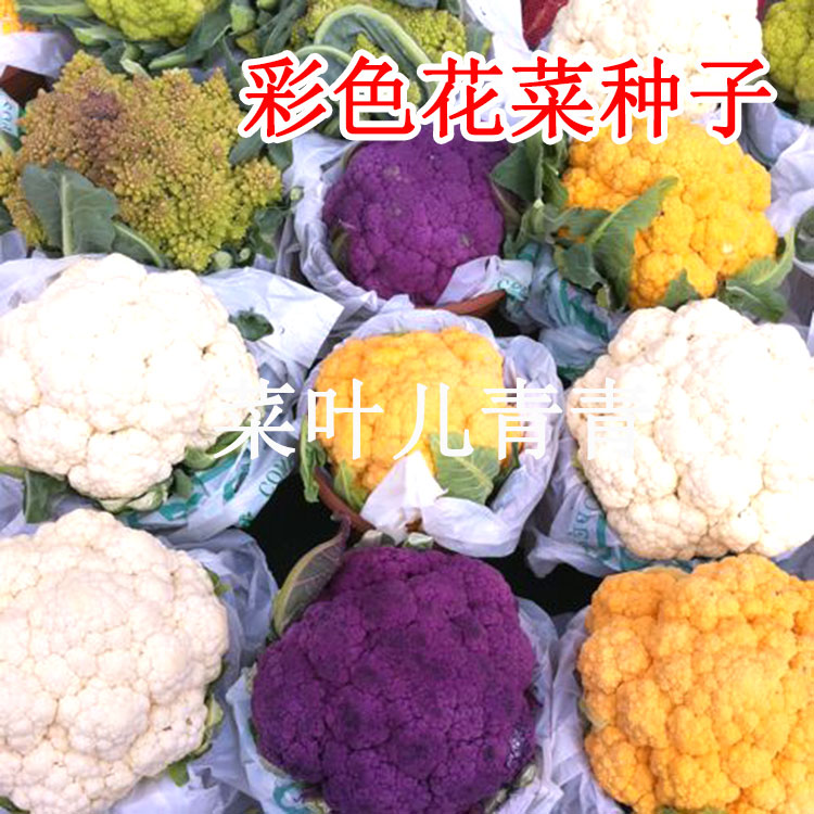稀有彩色花椰菜种子 白黄绿紫花菜菜花宝塔菜西兰花阳台盆栽蔬菜