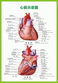《心脏的外形和血管》医院大挂图人体经络穴位图中医养生保健海报