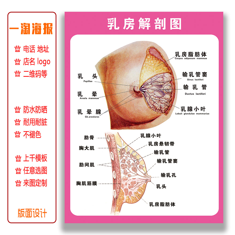 卫生院 养生馆医疗挂图宣传画乳房解剖图广告装饰防水防晒装饰画