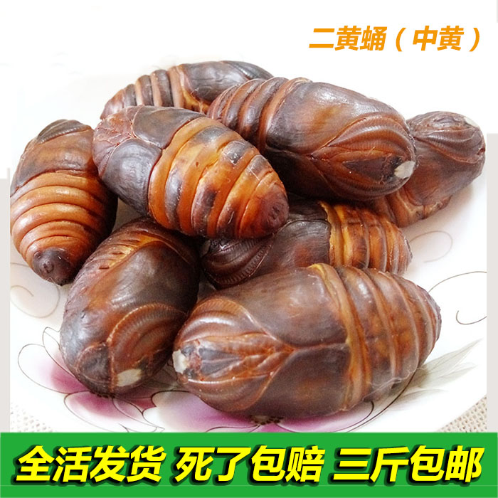 东北土特产新鲜活蚕蛹野生二黄茧蛹中黄柞树大蚕蛹500g 三斤包邮