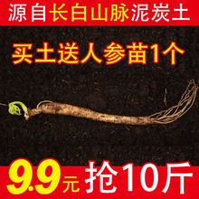 长白山腐殖黑土种菜种植人参苗花土鲜人参草炭泥炭营养土送参苗