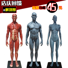 艺用人体肌肉骨骼解剖结构模型美术 设计绘画CG参考医用头骨胸像