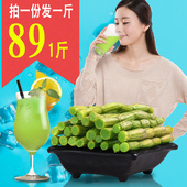 产区示范基地铁皮石斛鲜条霍山种源四年生新鲜石斛枫斗 林源珍宝