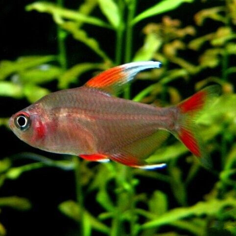 正品[旗鱼]旗鱼vpn评测 旗鱼加速器图片