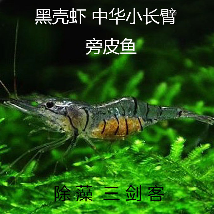 ˿  ϺСϺڿϺƤ