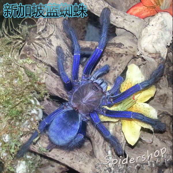 查看淘宝现货 新加坡蓝蜘3-4cm捕鸟蛛 蓝色种宠物蜘蛛活体 超大体型