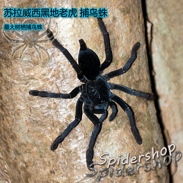 小母苏拉威西黑地老虎/苏黑c. sp. sulawesi black捕鸟蛛/蜘蛛5cm