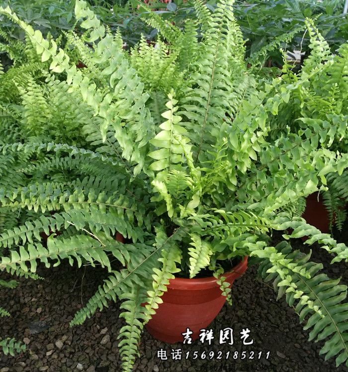 排骨草 波斯顿蕨 高肾蕨 室内阳台庭院植物盆景 江浙沪2盆包邮