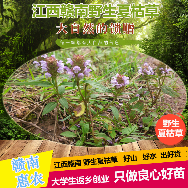 【渡口苗木】今年采收 鸭跖草种子30粒 鸭趾草 冷门草药种子专卖