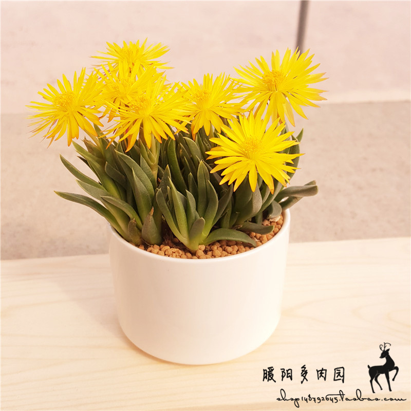 黄花照波开花多肉植物盆栽绿植花卉肉肉盆栽多头群生肉肉植物