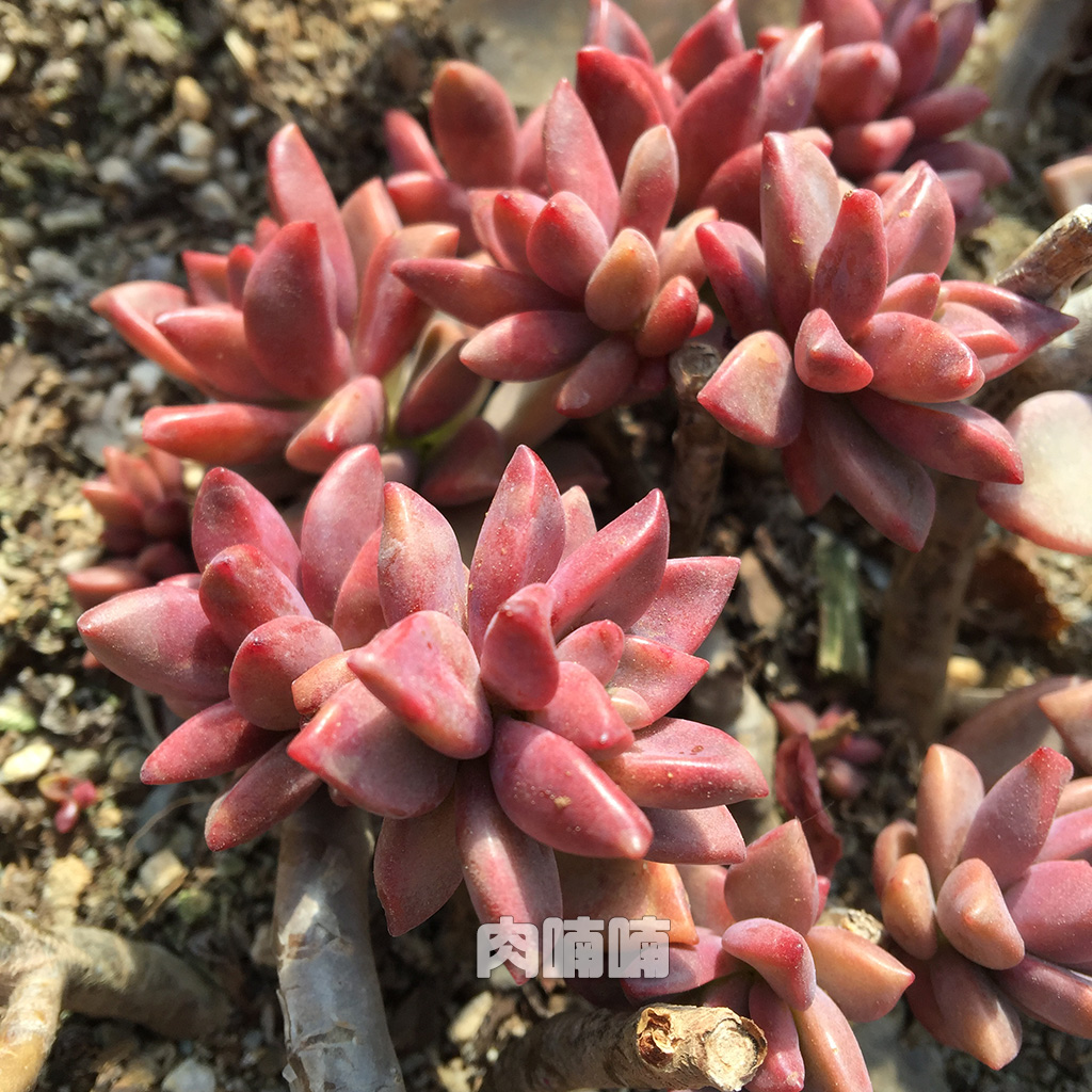 肉喃喃 老桩多肉 群生精品 云南状态多肉植物 淡雪橙梦露满包邮