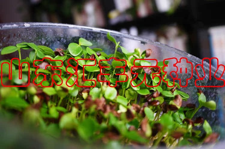 香椿芽苗菜种子 盆栽芽苗菜 香椿苗有机香椿净种子 水培蔬菜 包邮