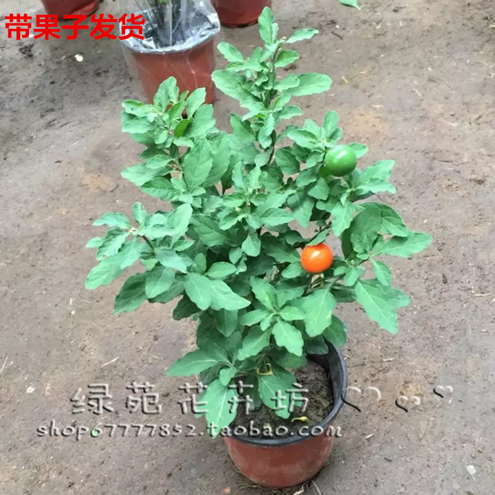新品珊瑚豆盆栽开心桃开心果秋冬室内观果绿植花卉 带