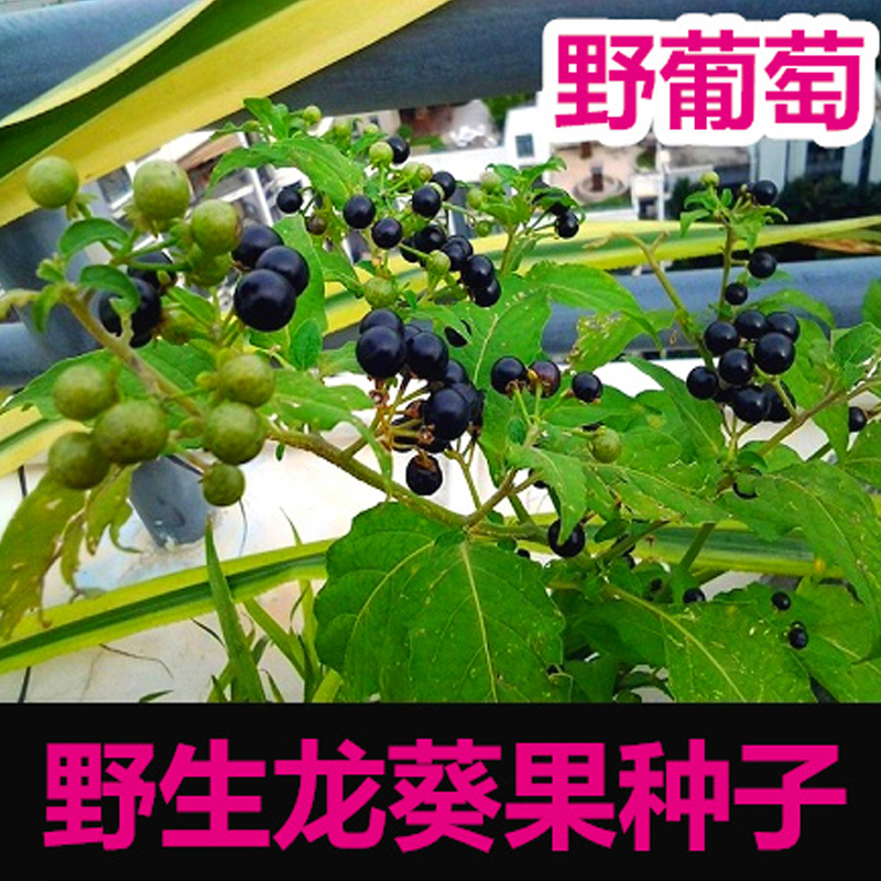 野生黑加仑黑天天野果野菜山葡萄龙葵黑甜甜东北怀旧童年水果种子