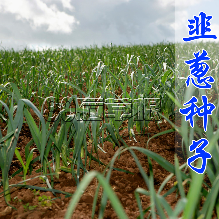 韭葱种子 四季蒜苗籽种子 阳台 蔬菜种子易种四季蒜苗