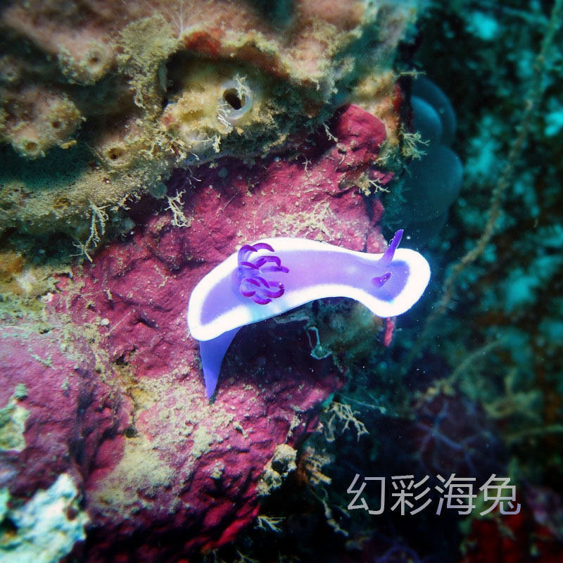 舞娘 海蛞蝓 紫海牛 幻彩海兔 蓝线海兔 活体海水生物 必拍包装