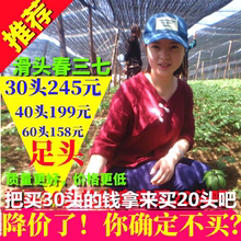三七云南文山春三七头30头20头农家滑头天然无剪口田七可磨粉正品