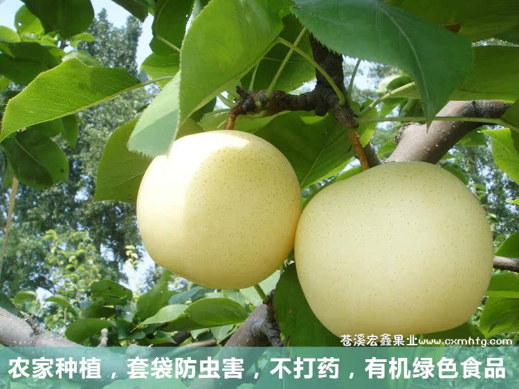 梨 四川特产 新鲜水果 苍溪雪梨 黄金梨 翠冠梨 皮薄肉细10斤包邮