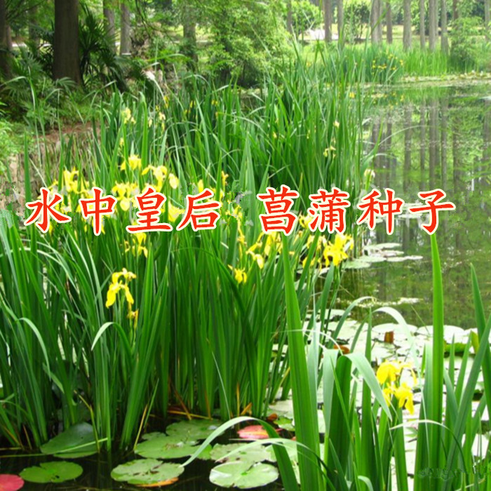 再力花种子水生植物 池塘 净化水草菖蒲鱼塘种植芦苇观赏耐污葫芦