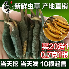 新鲜冬虫夏草正品 包邮 野生新鲜虫草正宗0.7克 大号青海玉树正品