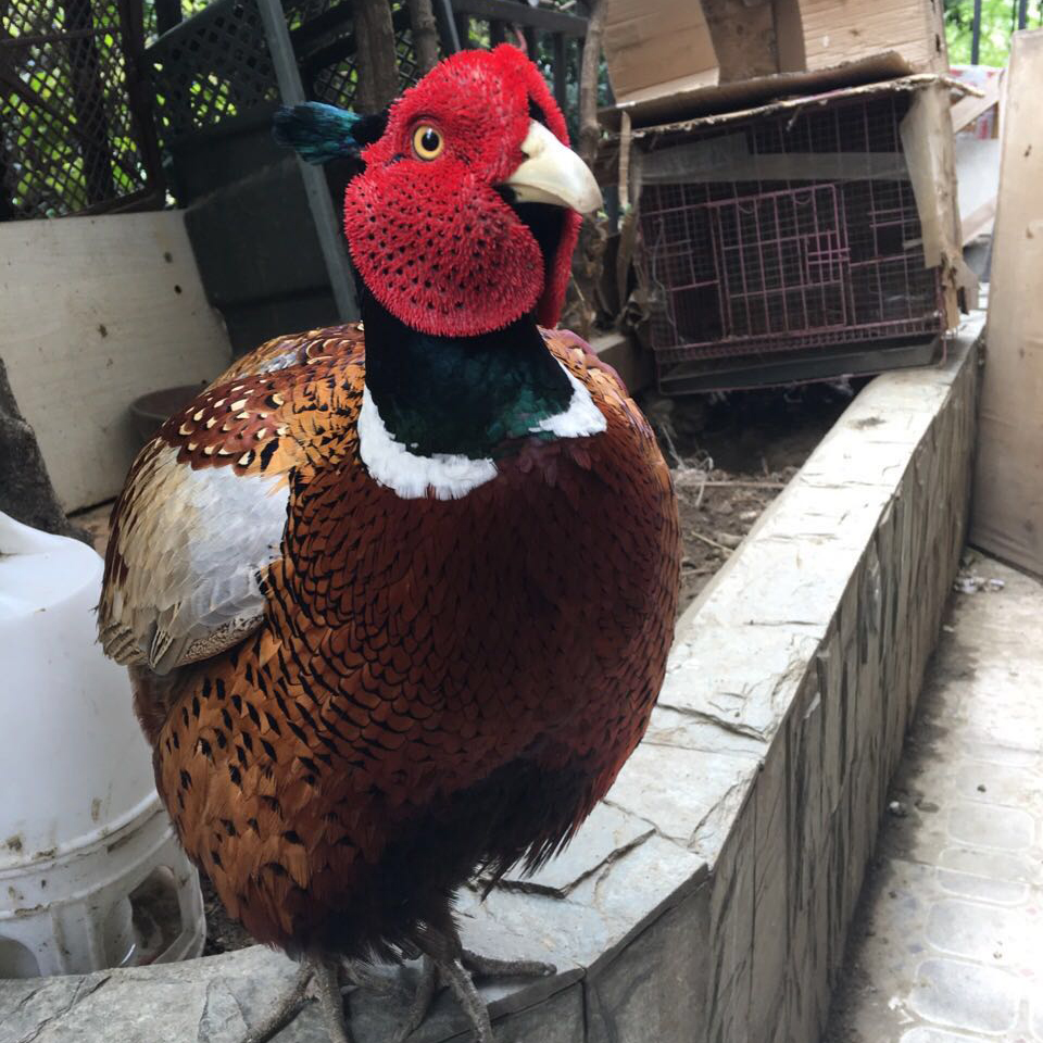 七彩山鸡 鸡媒 鸡王 鸡媒胚 脱温鸡 小野鸡 野山鸡 母鸡活体包邮