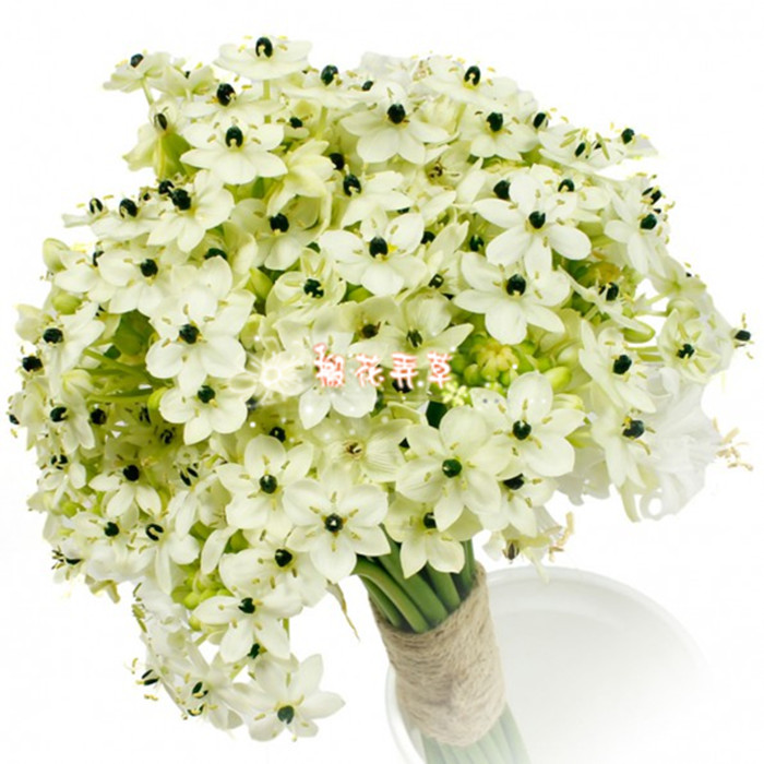 预售10月 伯利恒之星ornithogalum arabicum阶梯价格早买早优惠