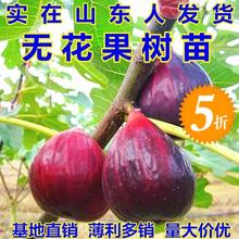 南方北方种植盆栽地栽无花果苗 无花果树苗3年大苗只要5.5元
