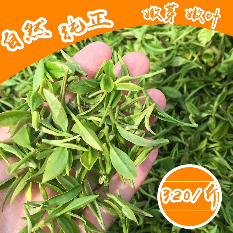 山东2016日照绿茶新茶叶春茶散装特级明前毛尖袋装包邮