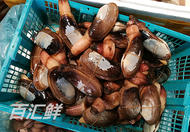 【北海珍珠蚌】海鲜鲜活水产象拔蚌仔蚌蛤赤鲜小象鼻蚌 火锅铁板
