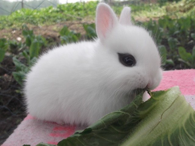 纯白侏儒兔 可爱漂亮的兔宝宝 疫苗已打哦
