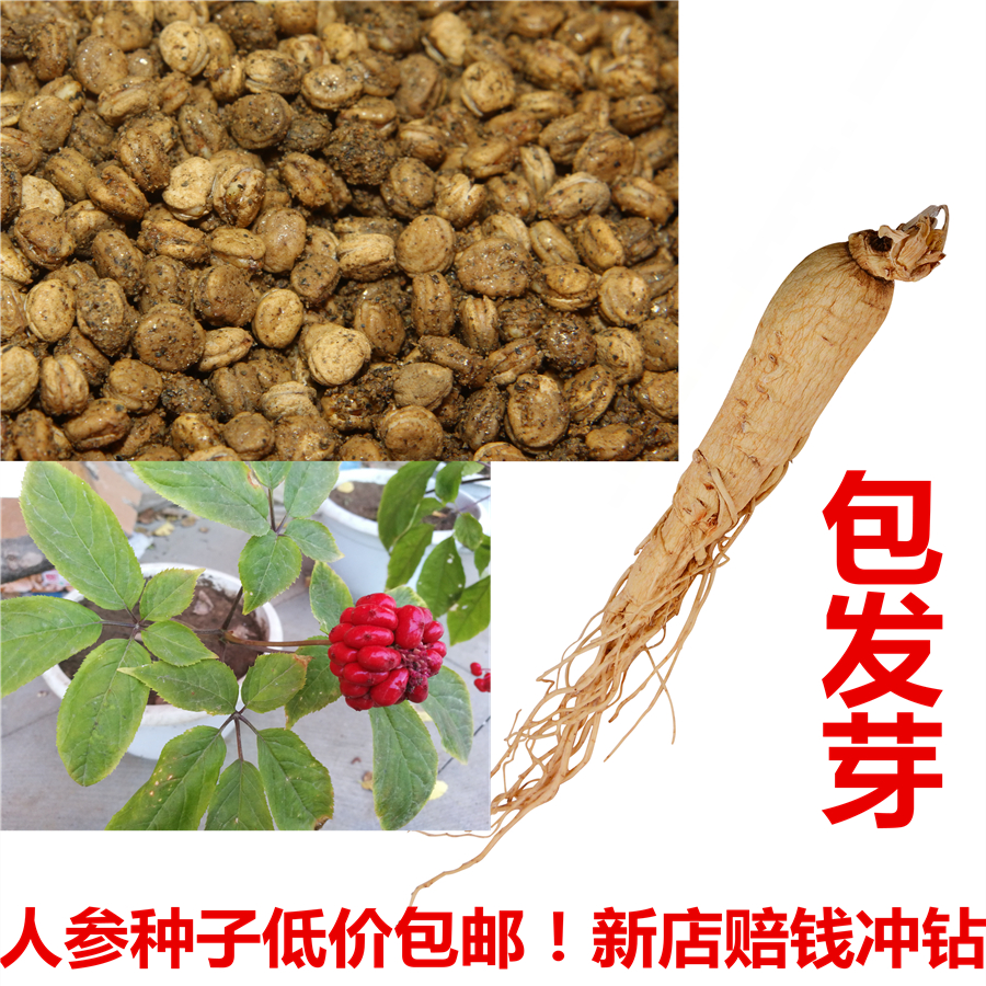 人参种子籽批发阳台盆栽长白山西洋参苗四季播花卉多肉植物种包邮