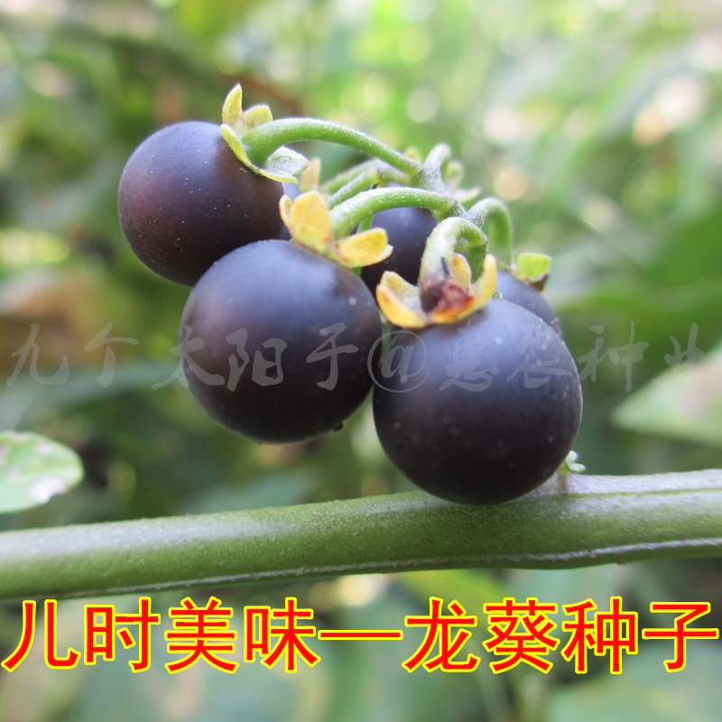 野生龙葵种子 龙葵果山茄枣黑天天特色水果种子儿时味道特价包邮