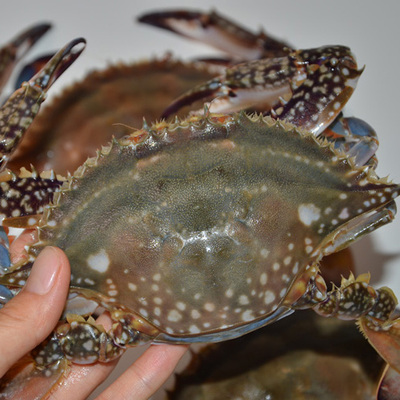 大连海鲜鲜活母蟹母梭子蟹海蟹螃蟹母飞蟹红膏蟹满黄大连飞蟹包邮