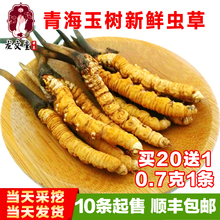 包邮 野生新鲜虫草正宗精选0.7克1条10条 青海玉树新鲜冬虫夏草正品