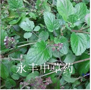 野生草药 荔枝肾 鼠尾草 蔓茎鼠尾草