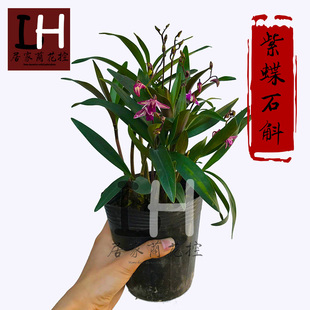 浓香 精品澳洲香水石斛兰花苗 冬带浓香花苞花卉绿植盆栽包邮 紫蝶