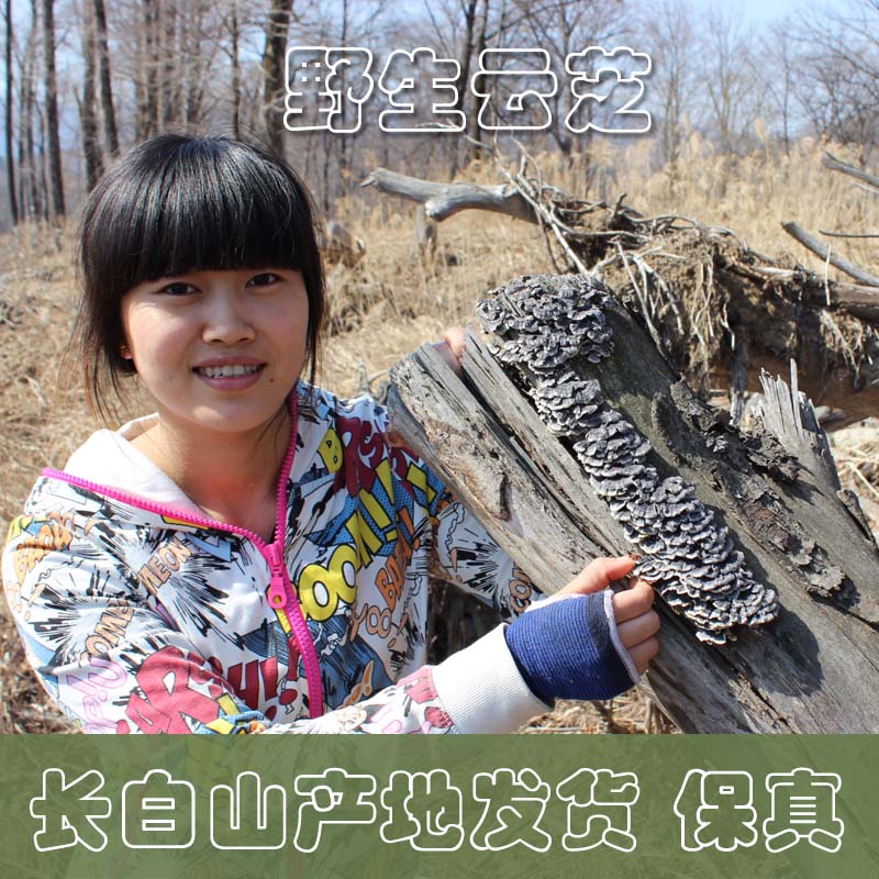 野生云芝 灵芝 干品整枝新货可打粉精选无虫 长白山野生灵芝 云芝