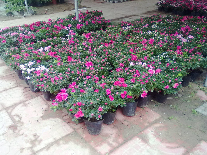 杜鹃花苗地栽盆栽杜鹃大花当年开花西洋杜鹃四季开花高档花卉植物